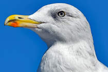 Portrait einer Mwe. Dieses schne Tier habe ich am 21.08.2016 im Hafen von Kiel  abgelichtet .