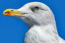 Portrait einer M�we. Dieses sch�ne Tier habe ich am 21.08.2016 im Hafen von Kiel  abgelichtet .