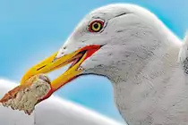 Was zum Futtern  abgestaubt  hat diese M�we. Aufnahme vom 21.08.2016 an Bord des F�hrschiffes Color Magic