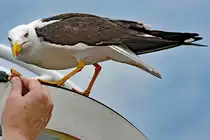 Ein St�ck Brot f�r die M�we (und die sagt nicht  nein ). Aufnahme vom 21.08.2016 an Bord des F�hrschiffes Color Magic