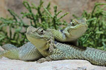 Blaue Stachelleguane - 16.10.2016 Aquarium Berlin