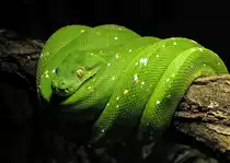 Gr�ner Baumpython - 20.10.2016 Aquarium Berlin