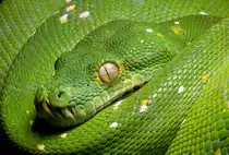 Gr�ner Baumpython - 20.10.2016 Aquarium Berlin