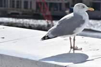 Silbermwe auf dem begehbaren Dach der Oper (OSLO/Norwegen, 06.09.2016)