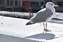 Silberm�we auf dem begehbaren Dach der Oper (OSLO/Norwegen, 06.09.2016)