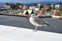 Lachm�we auf dem begehbaren Dach der Oper (OSLO/Norwegen, 06.09.2016)