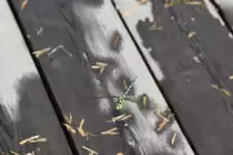 Blaugr�ne Mosaikjungfer im Ekebergpark (OSLO/Norwegen, 07.09.2016)