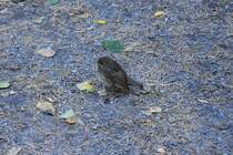 junge Wacholderdrossel im Ekebergpark (OSLO/Norwegen, 07.09.2016)