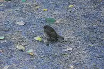 junge Wacholderdrossel im Ekebergpark (OSLO/Norwegen, 07.09.2016)