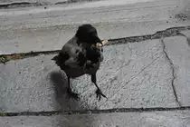 Nebelkr�he mit fettem  Braten  (BERGEN, Provinz Hordaland/Norwegen, 09.09.2016)