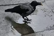 Nebelkr�he mit fettem  Braten  (BERGEN, Provinz Hordaland/Norwegen, 09.09.2016)