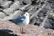 Lachmwe im Winterkleid (OSLO/Norwegen, 12.09.2016)