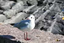 Lachm�we im Winterkleid (OSLO/Norwegen, 12.09.2016)