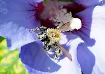 Hummel, kaum zu erkennen durch viel Bl�tenstaub am K�rper - 16.08.2016