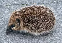 Igel auf einem B�rgersteig in Euskirchen - 20.03.2016