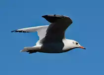 M�we �ber dem Rhein in Bonn - 07.09.2016