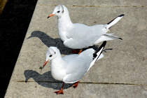 Mwenpaar am Rheinufer in Bonn-Mehlem - 05.08.2016