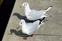 M�wenpaar am Rheinufer in Bonn-Mehlem - 05.08.2016