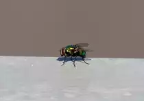 Schmei�fliege auf einem Gel�nder am Flugplatz Bonn-Hangelar - 17.08.2016