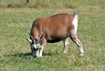 Ziege auf einer Weide bei Widdig am Rhein. 31.08.2016