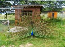 Pfau im Park Sauvabelin, Lausanne, Schweiz - 18.06.2015