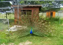Pfau im Park Sauvabelin, Lausanne, Schweiz - 18.06.2015