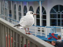 Lachmwe am 16.10.2016, Hamburg, Landungsbrcken /