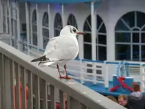 Lachm�we am 16.10.2016, Hamburg, Landungsbr�cken /