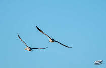 Graugnse im Flug, Naturschutzgebiet Brokhuchting, Bremen