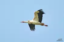 Wei�storch �ber Brokhuchting, Bremen