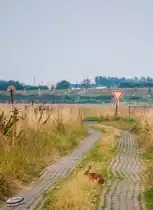 Feldhase bei Hasenb�ren, Bremen