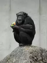 Walter Zoo Gossau/SG - Bewohner ein Schimpanse beim Essen .. Foto vom 06.09.2008