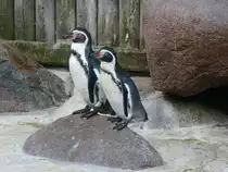 Pinguine im Kurpark Cuxhaven, 10.9.2015 