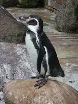 Pinguine im Kurpark Cuxhaven, 10.9.2015 