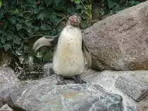 Pinguine im Kurpark Cuxhaven, 10.9.2015 