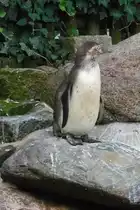 Pinguine im Kurpark Cuxhaven, 10.9.2015 