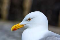 Silbermwe aus der Nhe. -22.05.2016