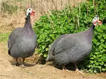 Zwei Helmperlh�hner auf dem Bauernhof in M�netreuil, Burgund - 08.04.2012