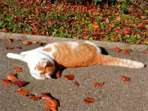 Katze  Lala  f�hlt sich sehr wohl und geniesst die Sonnenw�rme - 24.10.2013