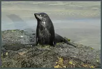 Robbe am Whahariki Beach, Neuseeland. (20.10.2016)