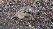 Zwei erlegte St�ck Schwarzwild (Wildschweine, Suidae) im n�rdlichen Berliner Grunewald. Das obere Tier, ein Keiler, das untere Tier, eine Bache (m�nnliches und weiblichen Wildschwein) wurde bei einer Dr�ckjagd durch zwei waidm�nnisch abgegebenen B�chsengeschosse erlegt. Die Tiere sind ca. 20 kg schwer. Sehr zeitnah werden die Tiere jetzt aufgebrochen (ausgenommen), gewogen und k�nnen nun f�r den Eigengebrauch zerlegt oder einem Wildtierh�ndler �bergeben werden. Zubereitet mit Rotkohl und Kartoffelkl��en ergibt das Fleisch ein beliebtes leckeres Gericht zur Herbst- und Winterzeit. Foto:08.12.2016