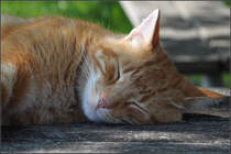 . Gemtlich -

Unbekannte Katze im Unicampus von Augsburg.

07.09.2014 (J)