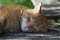 . Gem�tlich -

Unbekannte Katze im Unicampus von Augsburg.

07.09.2014 (J)