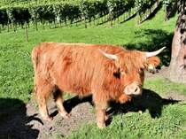 Schottisches Hochlandrind auf dem Bauernhof, am Sempachersee, Kanton Luzern, Schweiz - 14.09.2012
