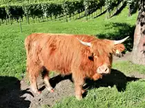 Schottisches Hochlandrind auf dem Bauernhof, am Sempachersee, Kanton Luzern, Schweiz - 14.09.2012

