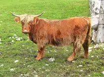 Schottisches Hochlandrind auf der Alp im Waadtl�nder Jura, Schweiz - 18.07.2009