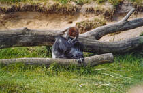 Gorilla im Givskud Zoo in Dnemark. Aufnahme: 30. Mai 2004.