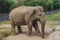 Indischer Elefant im Givskud Zoo in D�nemark. Aufnahme: 30. Mai 2004.