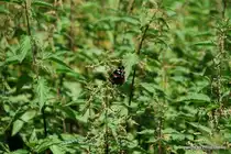 Ein Schmetterling auf einer Brennessel (Juni, 2009)
