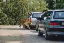 Givskud Zoo ist ein Safaripark in D�nemark, in dem viele Tiere vom Auto aus erlebt werden k�nnen. Wenn die Fenster und das Sonnendach geschlossen sind, wird man durch die doppelten Tore zu den L�wen eingeschleust. Aufnahme: 30. Mai 2004.
